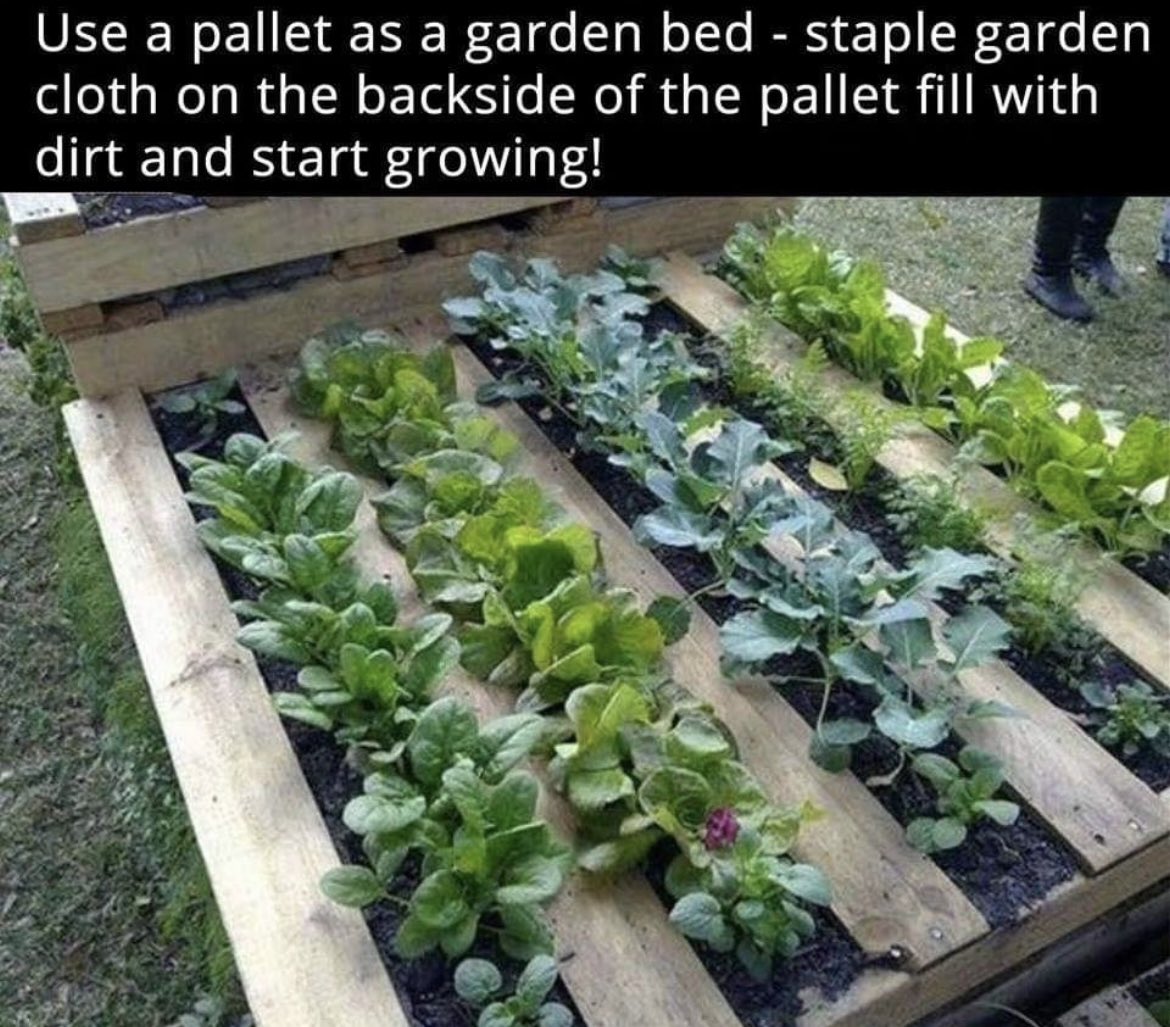 EarthDemeter's tweet photo. Check out this affordable and easy DIY raised garden bed made from wooden pallets! ๐ฟ๐ผ Avoid pallets marked "MB" for methyl bromide and opt for "HT" (heat treated) ones. Let's embrace sustainable gardening! ๐ฑ๐ #DIYGardenProject #SustainableGardening #WoodenPallets #RaisedBed https://t.co/t9mggh2CBw