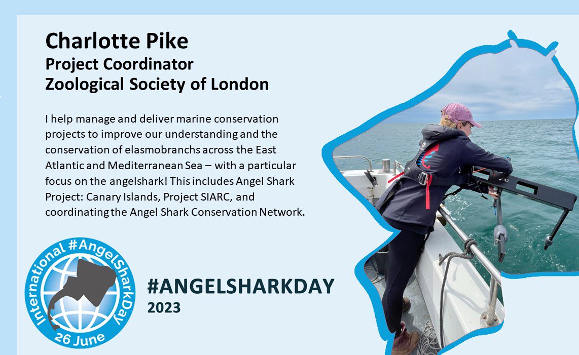 Happy international #angelsharkday! A day to celebrate this incredible species, and all those working to better understand and protect them globally 🦈🩵