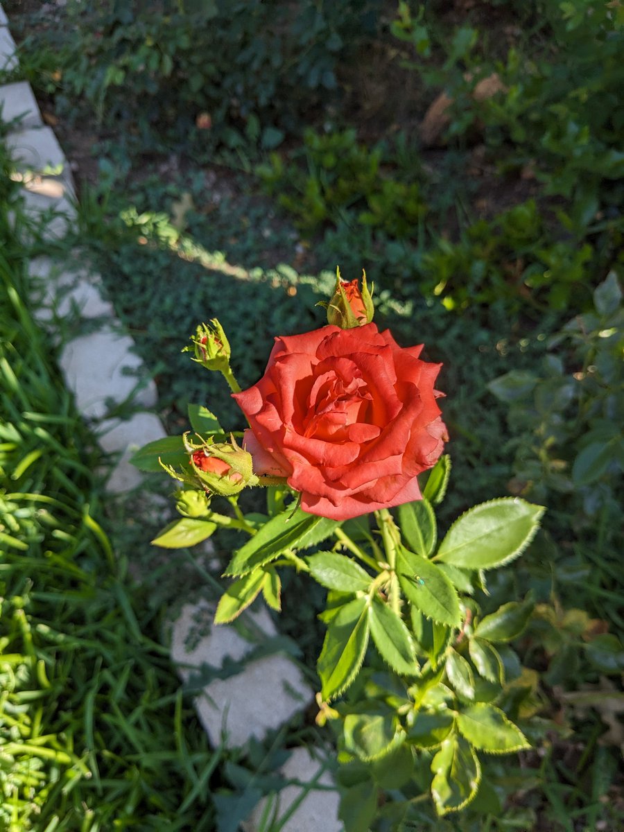 At least my roses 🌹 are thriving in this extreme heat 🌡️wave ❤️