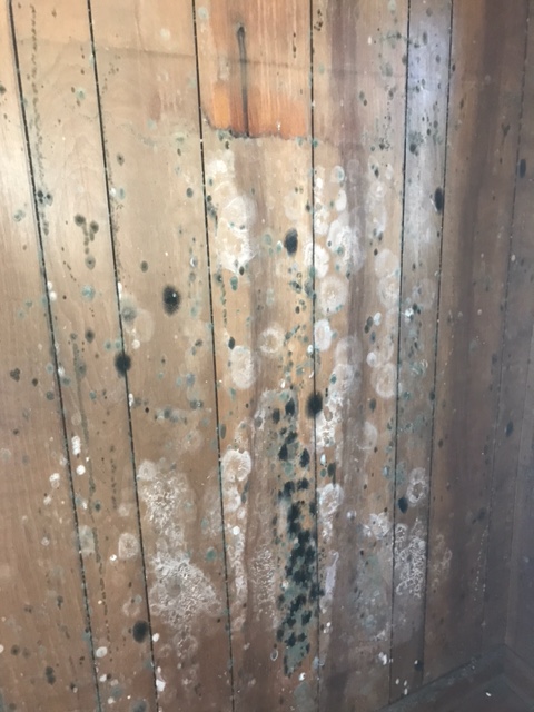 Did you know that mold can begin to grow in as little as 24 hours after experiencing  #waterdamage?! ServiceMaster By Mason can help with professional mold cleanup &amp; removal to ensure harmful mold doesn't spread throughout your home or business. #HealthyLiving #home #mold