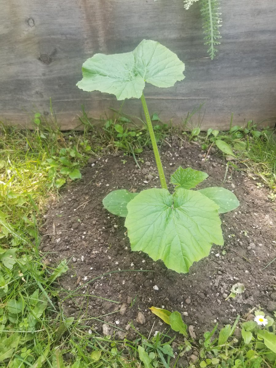 M_Roberts_Music's tweet photo. Much needed rain has helped everything grow! https://t.co/IDt6nXpbVW