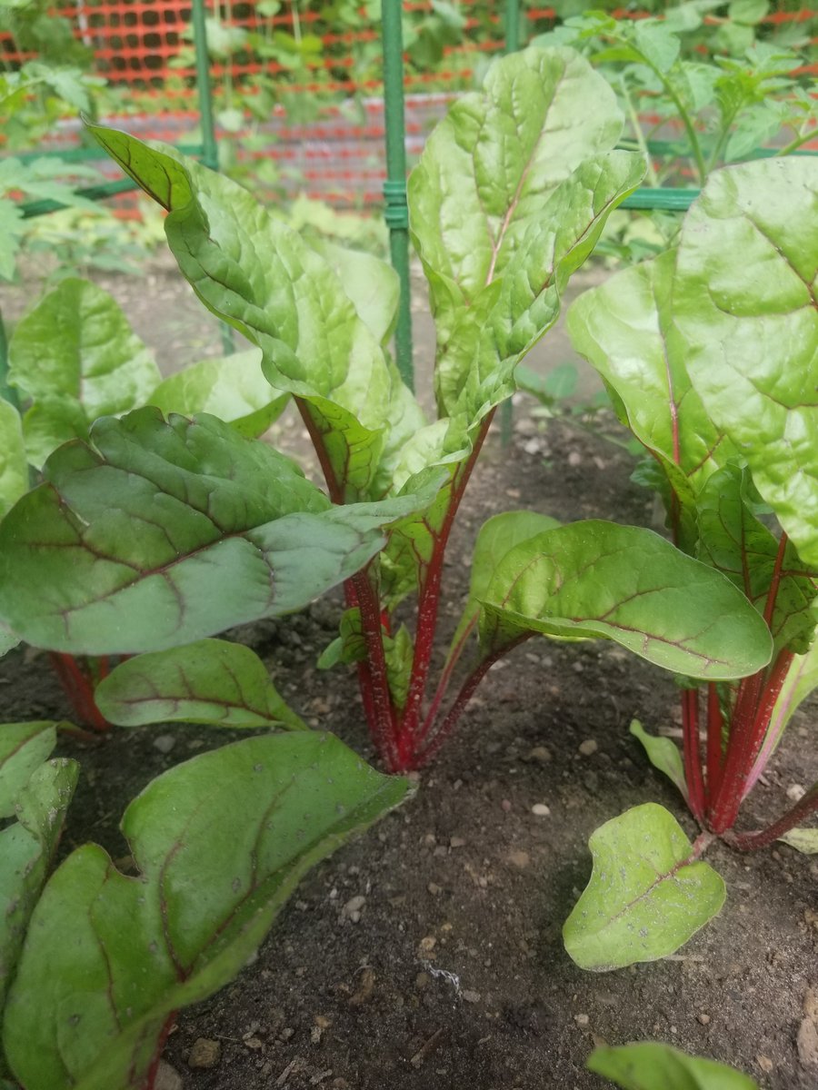 M_Roberts_Music's tweet photo. Much needed rain has helped everything grow! https://t.co/IDt6nXpbVW