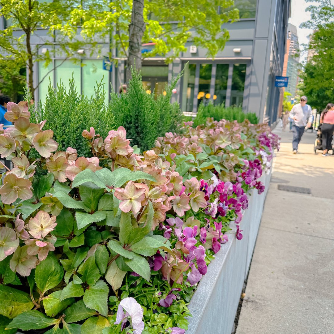 Exploring the beautiful historic streets of Boston while surrounded by stunning planters of pansies is an experience like no other! 🌼 

#bostontravel #pansy #exteriorplants #exteriorplantdesign #biophilia #biophilicdesign #visitboston #bostonplants #outdoorplanters #pansies