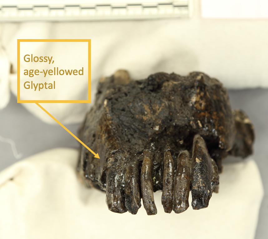 labreatarpits's tweet photo. From the 1940s until a few decades ago, coating fossils with a resin called “Glyptal” to protect them from damage was considered good practice—thread.

📷 Stevie Morley https://t.co/09bQrOgWXF