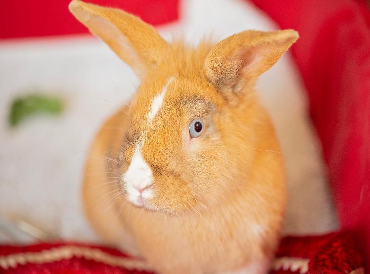 🐇It's #RabbitAwarenessWeek this week, and we'd like to share some facts with you. Read about caring for your rabbits bit.ly/3Xu7BJt We'd also like to introduce Rusty, who is looking for a new home. Read his profile and how to adopt here bit.ly/40Yj3yd
