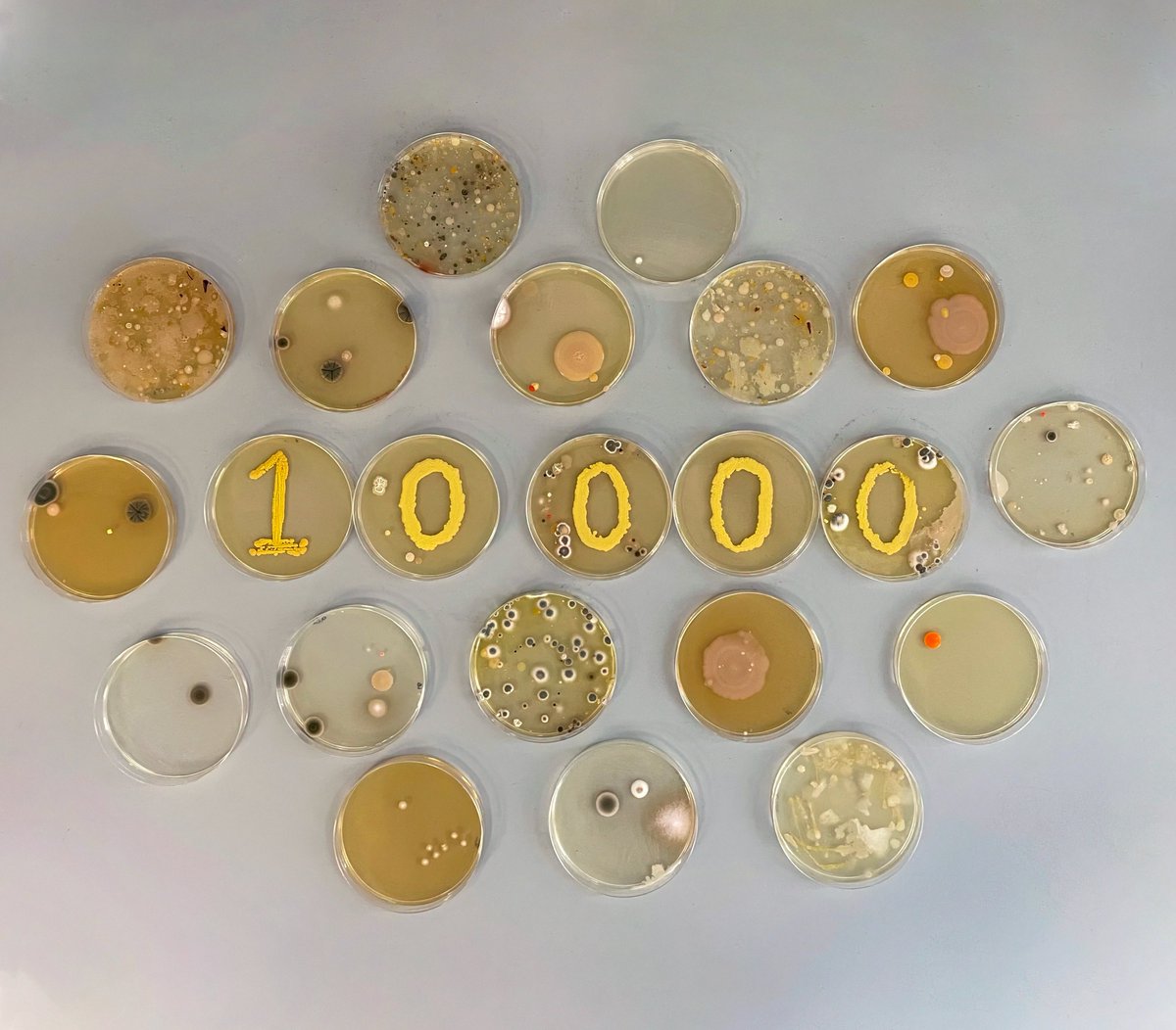 Celebrating 10,000 followers! 🎉

Thank you to everyone who enjoys looking at contaminants as much as we do - keep sharing your contams! 🦠🧫🍄🎊