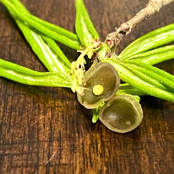 Hey <a href="/Ologies/">Ologies is on blooski</a>! Have you ever considered an episode on “cecidology” - the study of galls! #Galls are amazing abnormal growths of plant tissues (sort of like a  tumor) induced by various viruses, fungi, bacteria, insects &amp; mites.