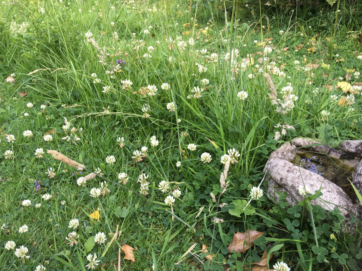 Day26 of #30DaysWild my #LetItBloomInJune lawn is a sea of grasses & White clover, with Selfheal, Fox & cubs, Cats-ear & Ragwort 🌾🐝🪳🦗☘️