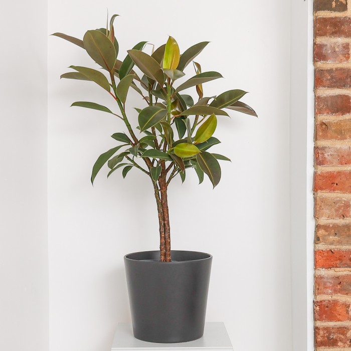 Our Ficus Elastica Melany tree, standing at approximately 100cm tall! This beautiful rubber plant features glossy deep green foliage with hints of burgundy - it is aesthetically pleasing and purifies the air in your home by filtering out toxins.

Shop Now: gardeningexpress.co.uk/rubber-plant-t…