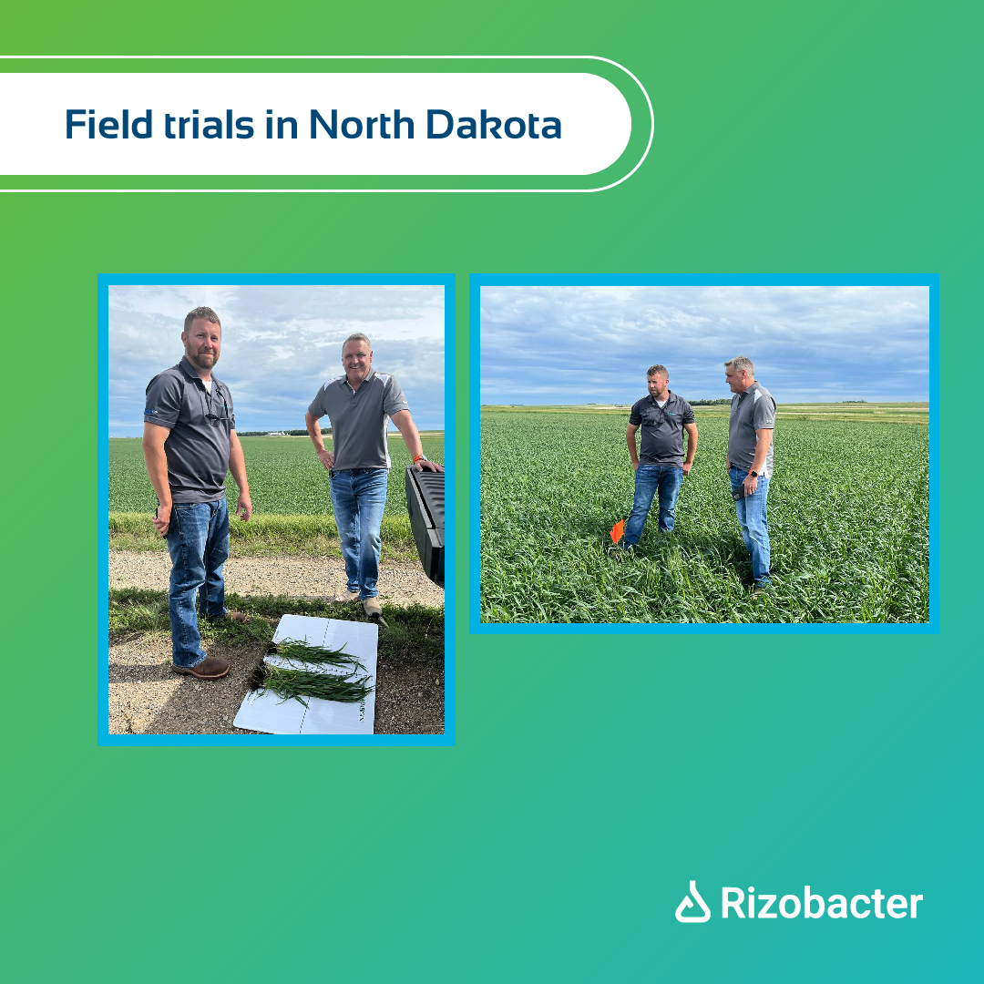RizobacterNA's tweet photo. 🛻 Our team ventured into #NorthDakota's #fields to compare #crop growth with and without our remarkable products: #EmergenL, #Stargus, and #Pacesetter. 

😮 The visual differences were remarkable—a promising find for the upcoming #summerseason! Stay tuned for more updates. https://t.co/Y7D5ItcCWX