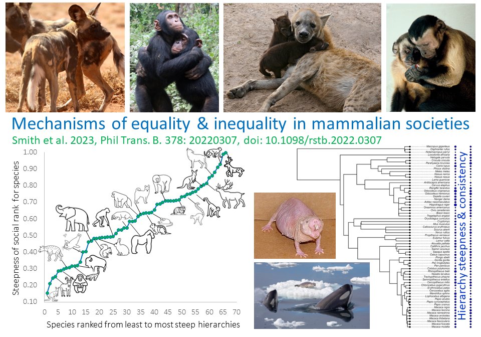 JennSmithSocBeh's tweet photo. ๐จAre natural systems intrinsically unfair? Nope! @BNHorowitzMD @mmuellermaddie @tempoandmode & I show social structures are extraordinarily diverse in mammals; animals counter inequality via #inequityaversion, #peacekeeping, #forgiveness, & #sharing 10.1098/rstb.2022.0307๐งต(3/n) https://t.co/1pmrcJIBmN