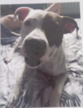 millypod1's tweet photo. 🆘29 MAY 2023 #Lost DINKY /SNOWY #ScanMe
White /Brown Staffordshire Bull Terrier Female
#STOLEN?? LOCAL HELP NEEDED.
The Willows Estate #Grimsby North East Lincolnshire #DN37
https://t.co/ikhlTECgxS https://t.co/0J9yBcI9Gx