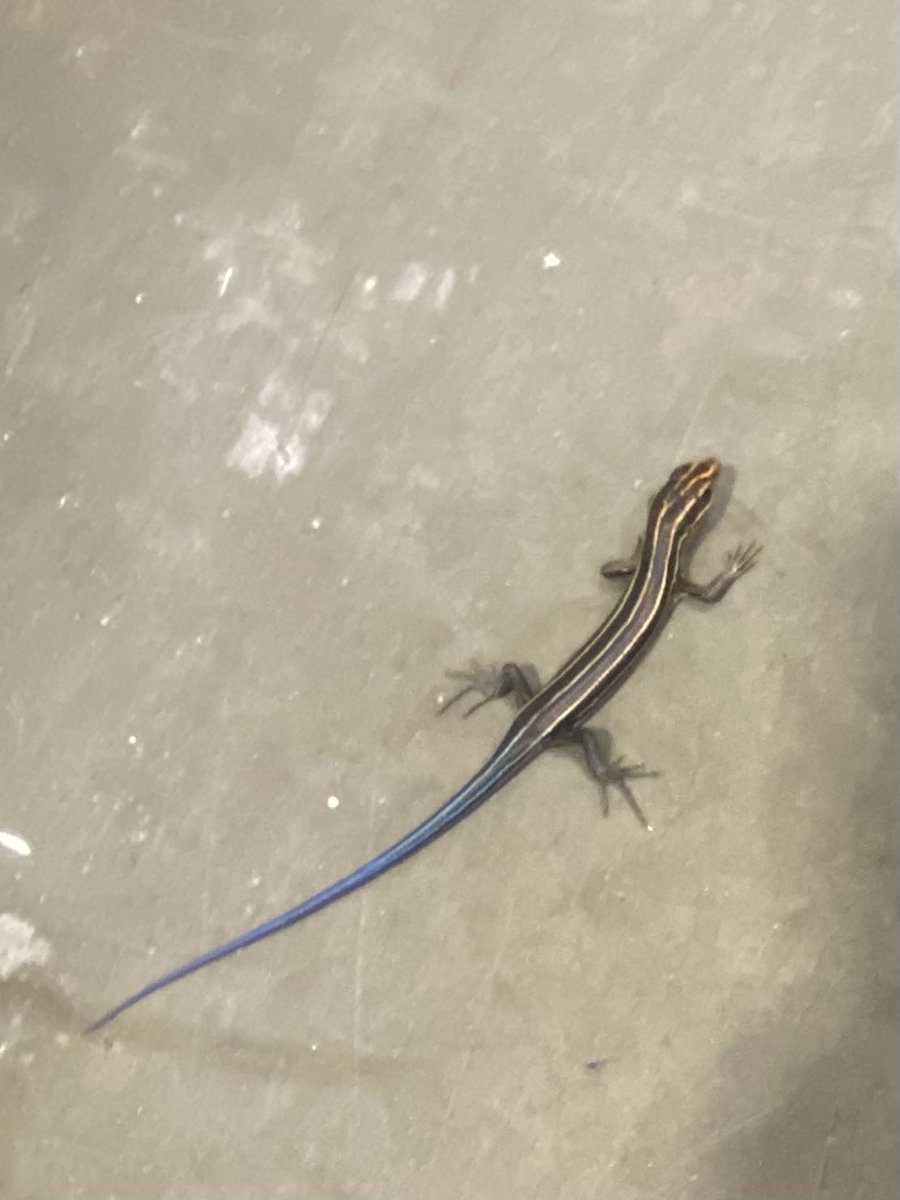 Found a skink while doing some work in a warehouse