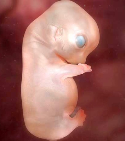 GCowed's tweet photo. @NeptuneFally @TerryH39799 @JadOverwatch @MJTruthUltra @POTUS So you’re saying that this is a human being, hmmm https://t.co/h6jxezNfx6