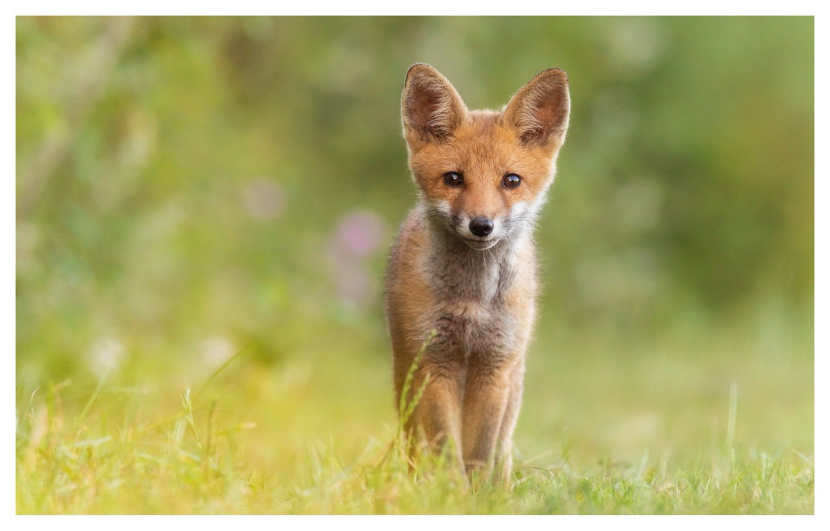 darin_goodsell's tweet photo. Went back to see how the cubs are getting on.. #WexMondays #fsprintmonday #appicoftheweek https://t.co/Jt5lRz55mj