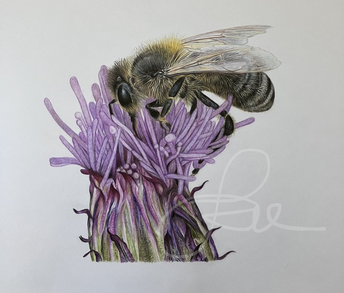 Still looking for a forever home. £275 plus p&amp;p in a 16 x 12” mount. Original coloured pencil drawing. Please share as my post reach is a fraction of what it once was. Thank you. #art #drawing #bee