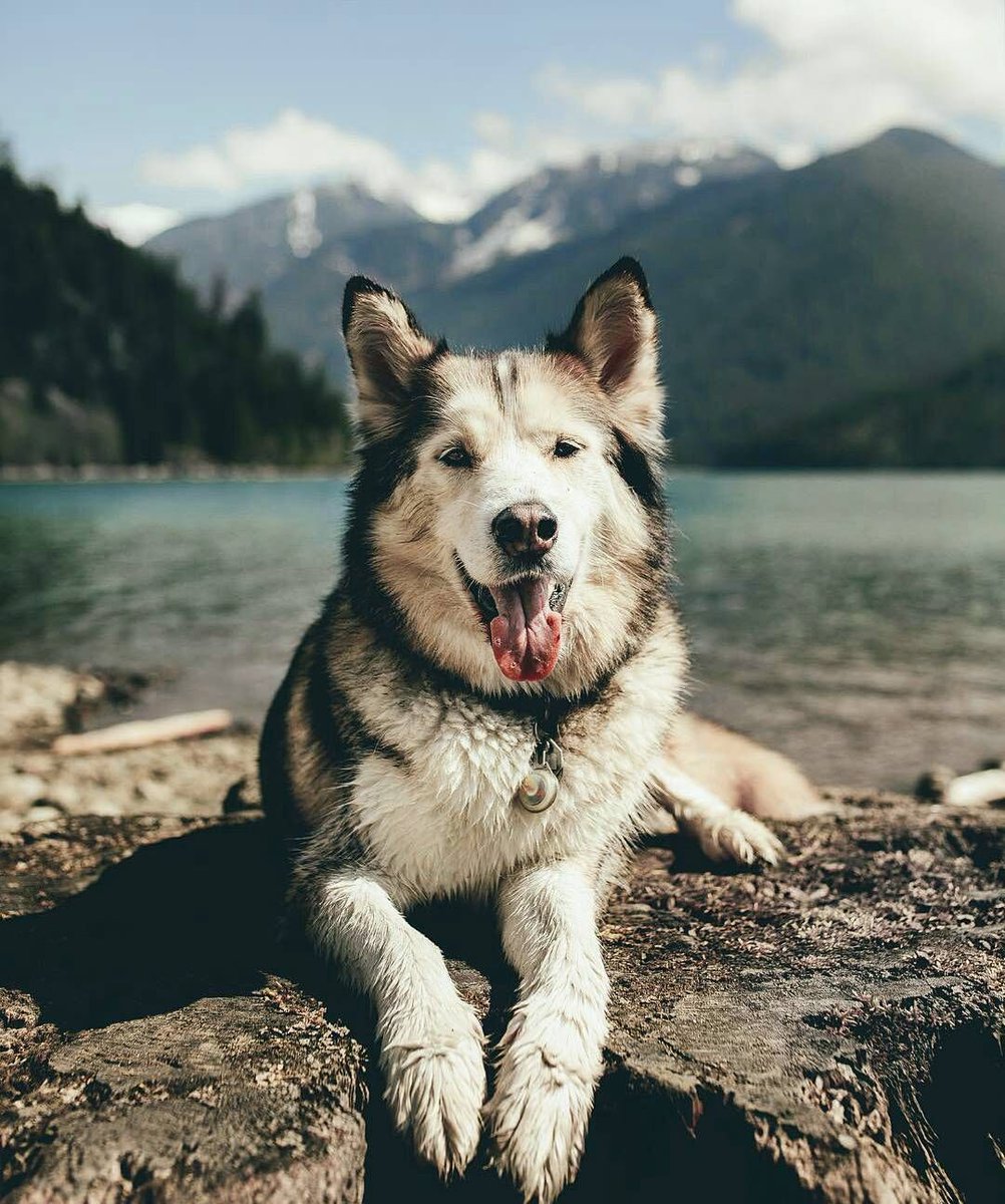 animal__passion's tweet photo. Beauté de la nature 😍😍 https://t.co/FvbKPntNP1