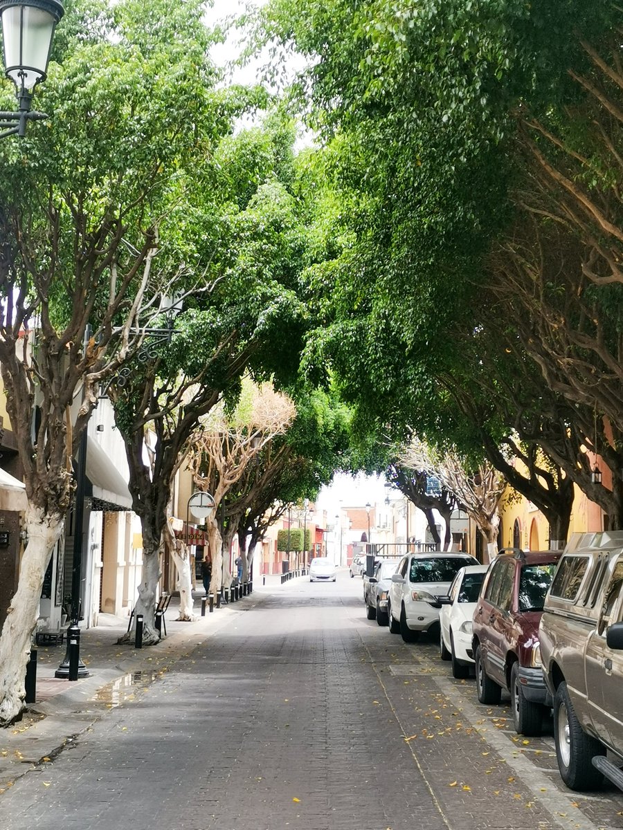 Una clara imagen de lo bonita que se ve la zona centro de León cuando se respeta la naturaleza.
Calle Ignacio Altamirano.
Ayudame a compartir 👌🏻
#guanajuato #malecon #leonguanajuato