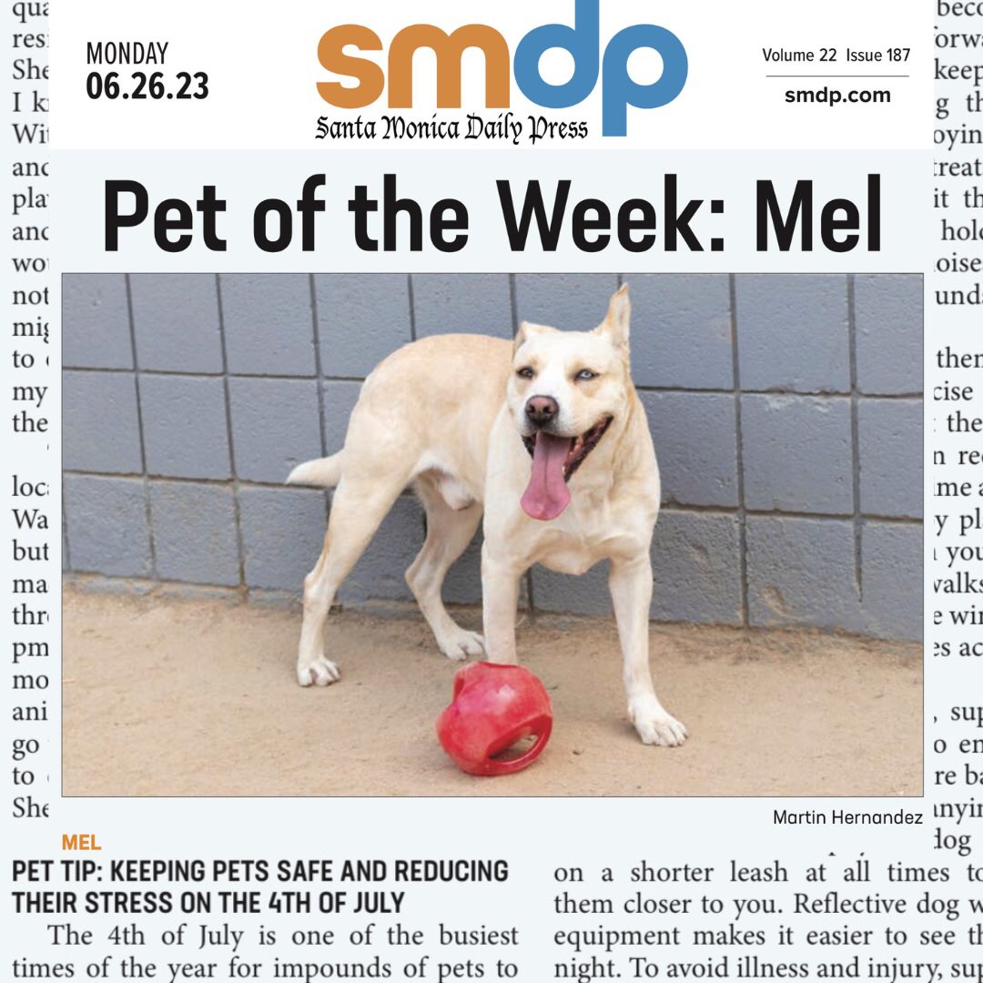 loveatfirstsit's tweet photo. Hot off the @smdailypress is our “Pet of the Week” where we feature 2-year-old male Pitbull Husky Mix, Mel, available for adoption at the Santa Monica Animal Shelter and tips on “Keeping Pets Safe and Reducing Their Stress on the 4th of July!”  ➡️ https://t.co/dSByqEGs3z https://t.co/YaTbL4wsYZ