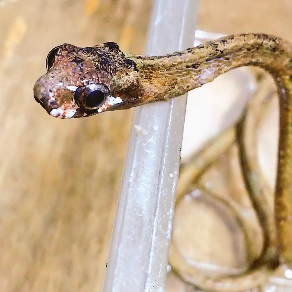 爬虫類・両生類専門店レプティリカス on X