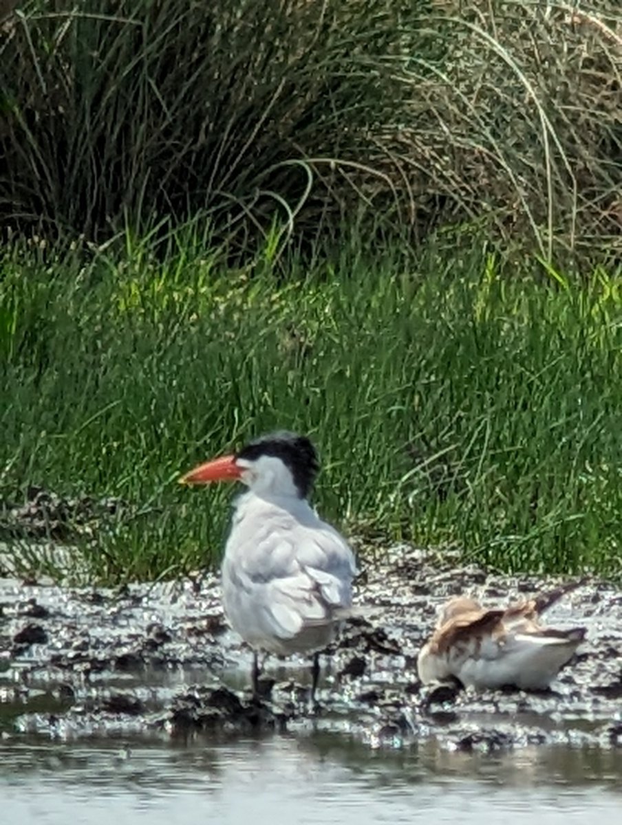 Quick after work twitch down to Lower Moor this afternoon for the superb Caspian tern #WorcsBirds