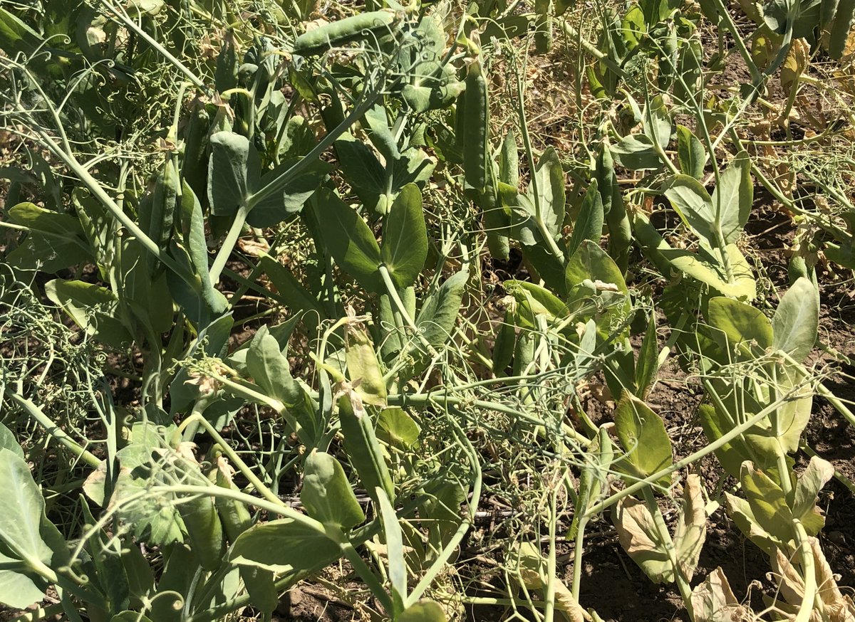 Pea harvest will happen soon in this field near Medicine Hat. #drought23