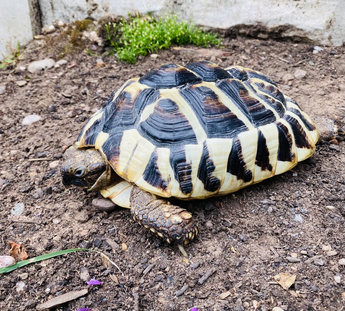 Rescued this little Tort a week ago, she is in bad shape with Metabolic Bone Disease. Daily injections, baths and general tlc, hoping she will pull through. The result of poor animal husbandry, the wrong environment and diet.