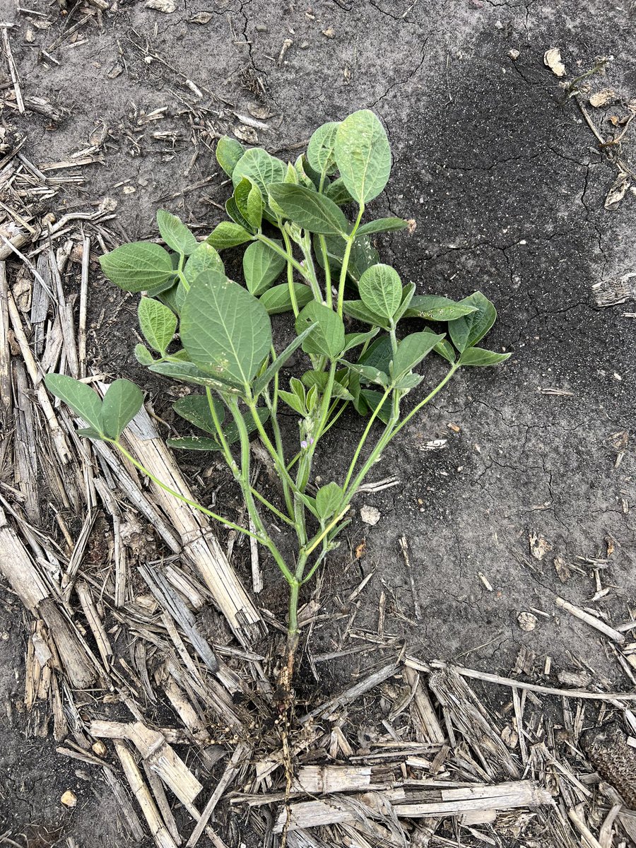 STHFARMS's tweet image. Some potential out there! This is one of the top half but 18 developed trifoliates and 4 more coming. Tons of flowers!