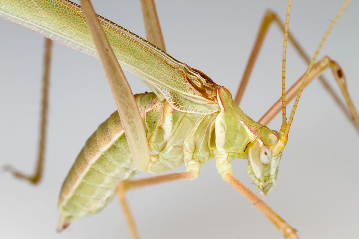 NewsAtIllinois's tweet photo. #ILLINOIS researchers report a 50-million-year-old katydid fossil has well-preserved internal organs.

The find will help scientists understand how this group of insects evolved and when they developed their unique physical structure. ▶️ https://t.co/lUmWFkHeBl https://t.co/JXF8nwujk5