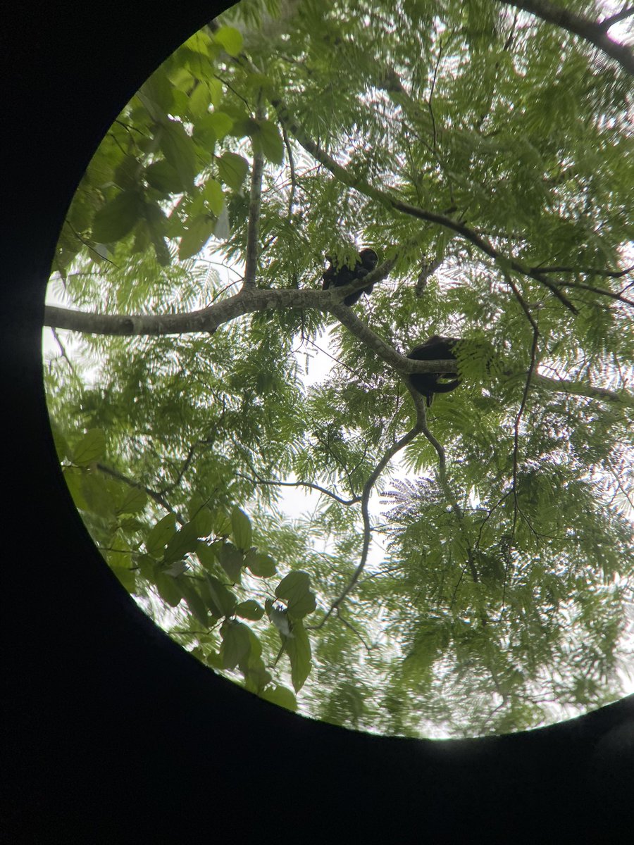 Bri_Agenbroad's tweet photo. It was a Howler monkey Monday! https://t.co/gE0AQjiCBW