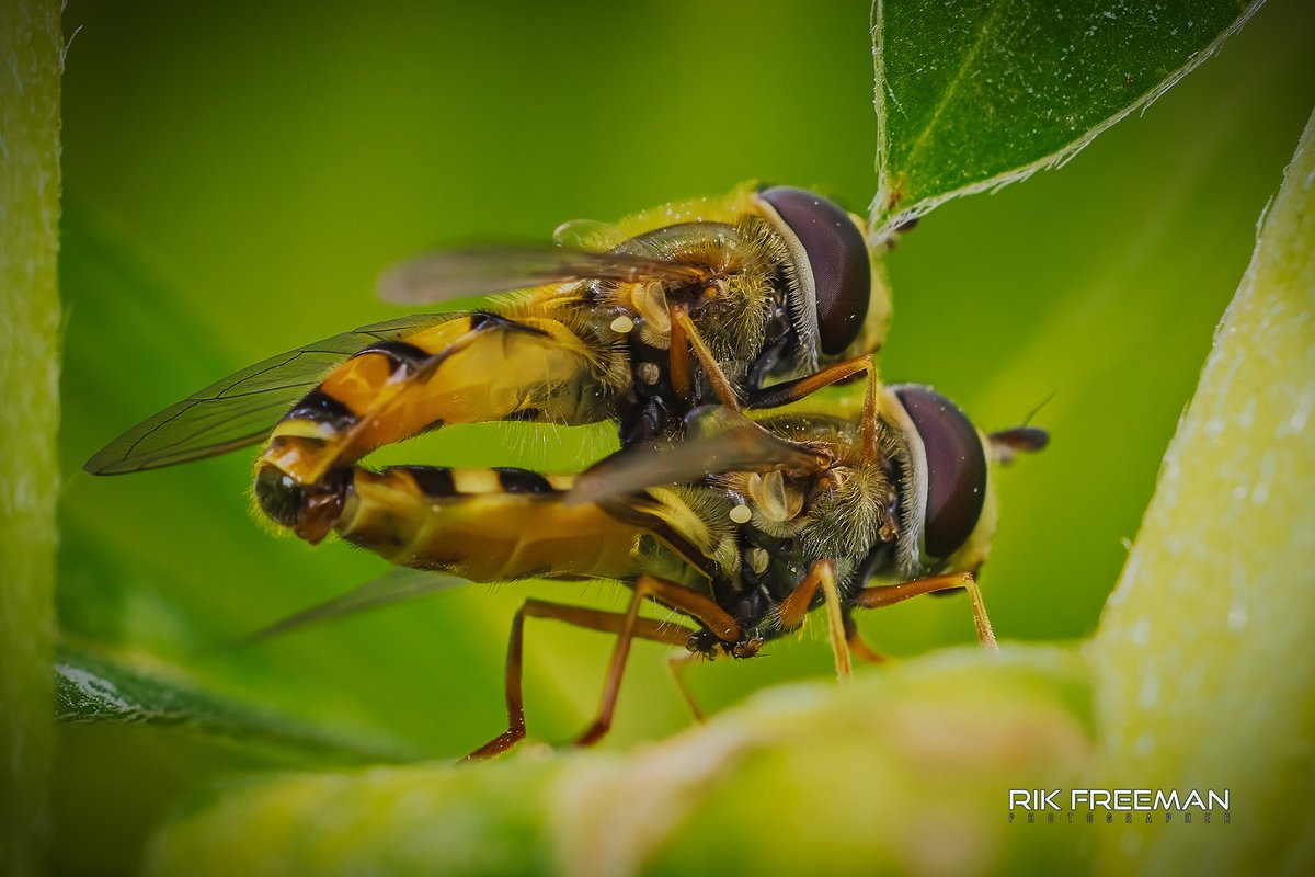 Passionate Hover Flies!!  Using the #Canon RF100mm f2.8 Macro lens yesterday....This thing just gets better....
@CanonUKandIE @manfrotto_uk @nhbsNews @BNAscience #LiveForTheStory #ShotOnCanon #HoverFlies #nature #TwitterNatureCommunity #MacroMonday