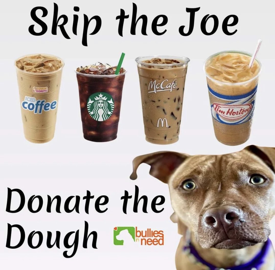 Olivia Twist is heading in for dental surgery to correct a cross bite &amp; will have a lump removed from her snout. We need to raise $1800 to cover costs. Can you skip that cup of joe &amp; donate the dough? If so please Etransfer or Paypal to bullies_in_need@hotmail.com thank you! 🐶❤️