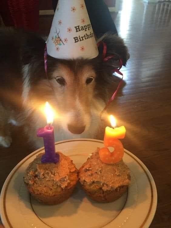 The Dalbo Dog tweet media