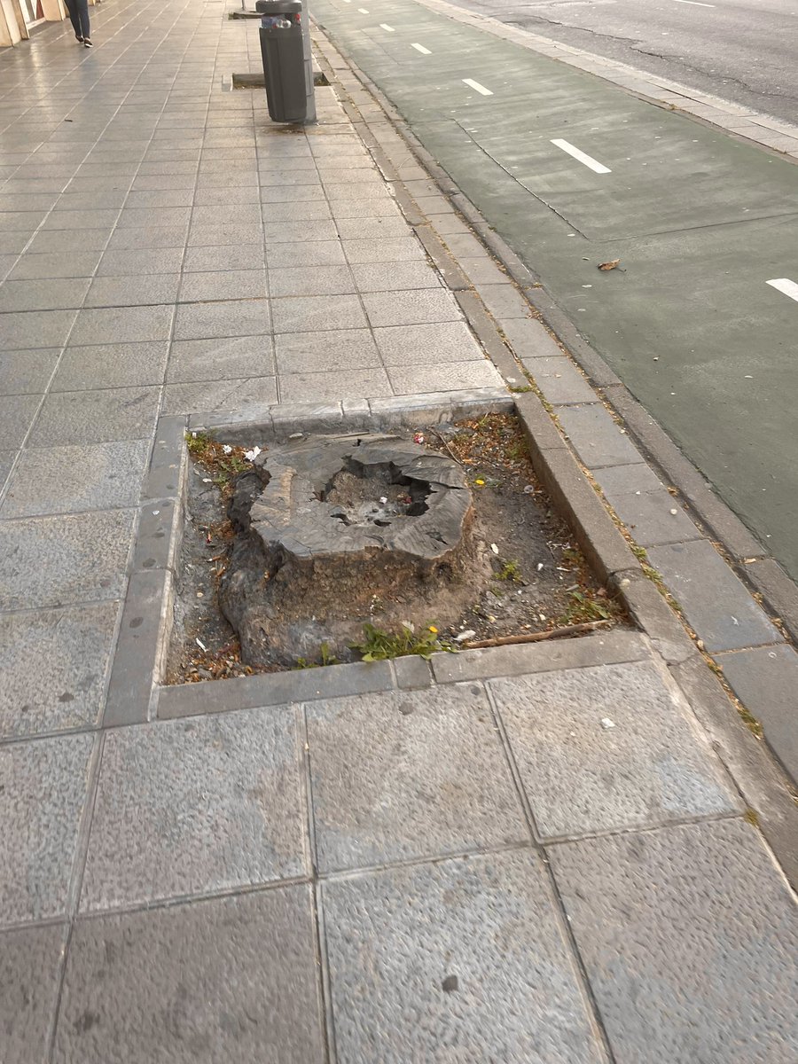 A pesar de la ola de calor, cuando pasamos por debajo de un árbol se nota relativo frescor. 

Qué pena todos los arboles que perdimos en los últimos años. Sin sombra, esta ciudad de asfalto y granito resulta inhabitable.