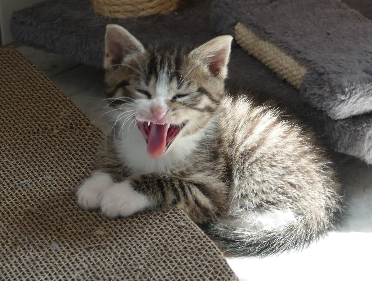 Na klaaaar finden wir bald alle ein schönes Zuhause

#Katzen #AdoptDontShop