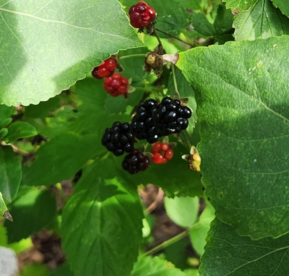 Look at the blackberries.
#DownOnTheFarm