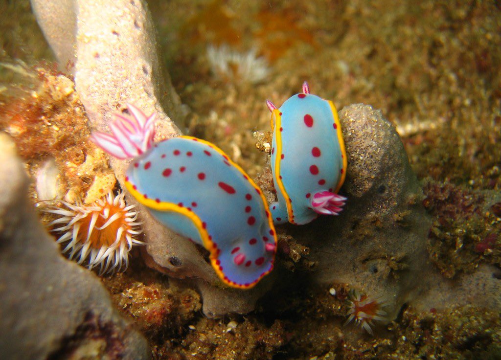 aqualuvsuotd's tweet image. ꒰ bennett’s chromodoris (hypselodoris bennetti) 🫧