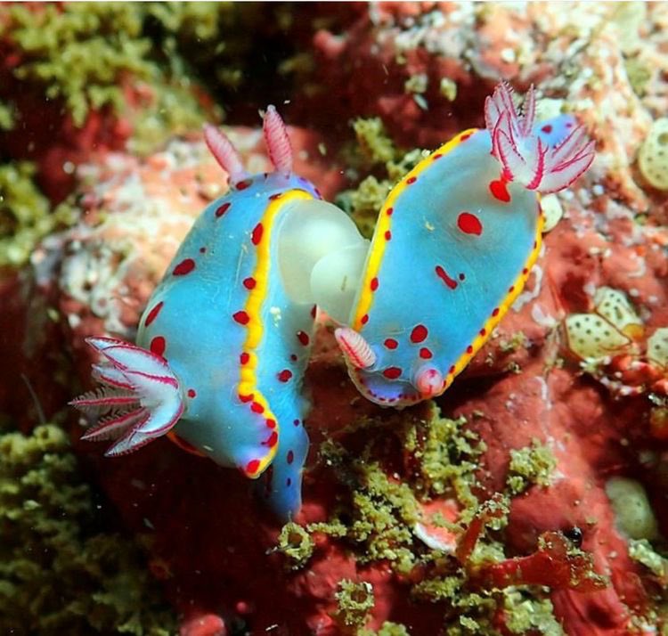 aqualuvsuotd's tweet image. ꒰ bennett’s chromodoris (hypselodoris bennetti) 🫧
