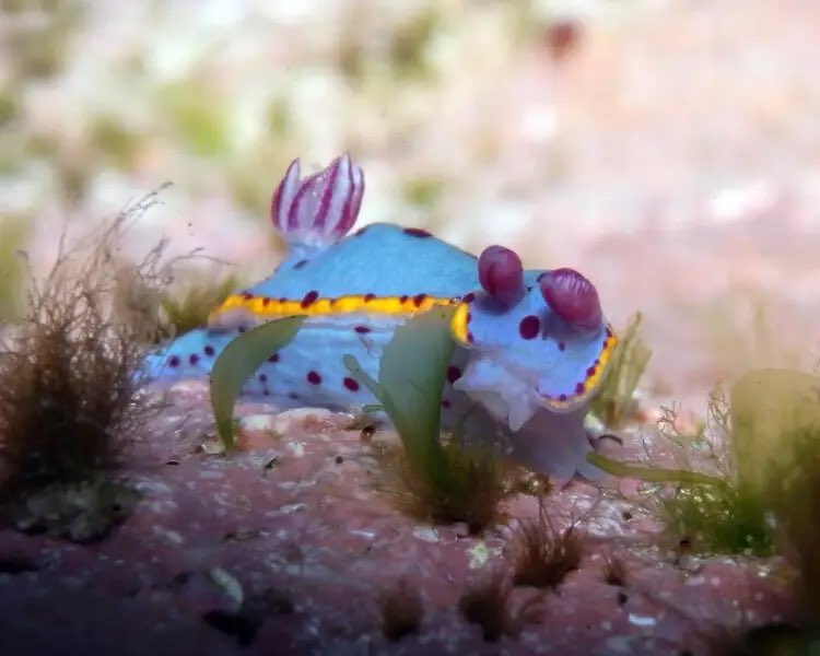 aqualuvsuotd's tweet image. ꒰ bennett’s chromodoris (hypselodoris bennetti) 🫧