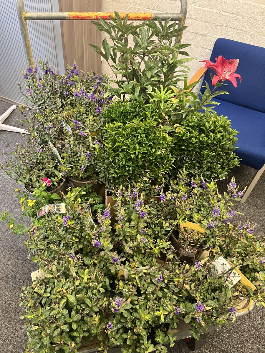 cleeveps's tweet photo. 20/06/23 - And a big shout-out to Ruxley Manor Garden Centre

They have donated an abundance of plants for our Resilience Day projects.  

Our students are going to be kept busy planting these up tomorrow!

Thank you to Miss Cutting for arranging

#cpsvoicesforchange https://t.co/oVt1ue85ee