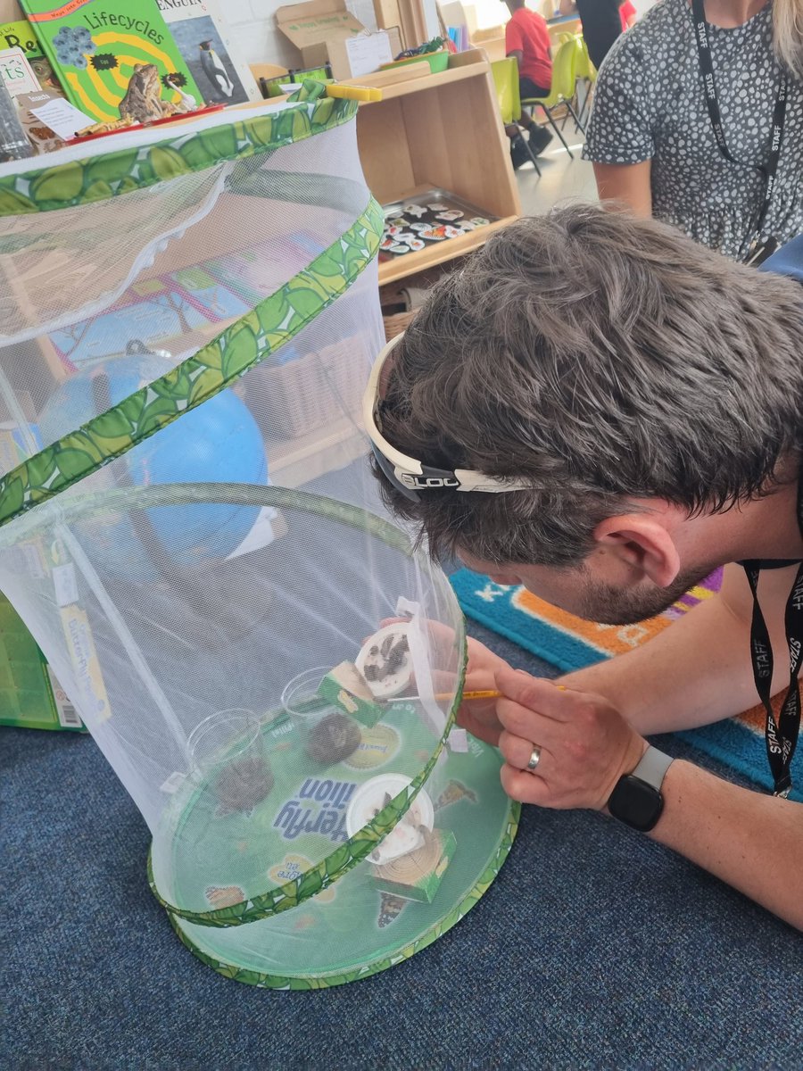 KiddBK26's tweet photo. Bright and early on a Monday morning and @baxter2802 is checking in on our chrysalis' setting them up in their new homes #MrBaxterToTheRescue 🐛🦋 https://t.co/Hh3fNRsmCO