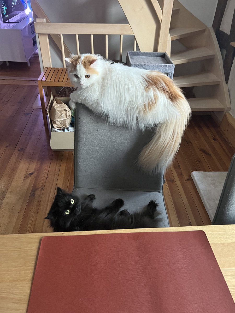 Inzuam's tweet photo. Und zum Nachtisch: (Dessert mit)Lexi und Akira https://t.co/PpVzH4VaGg