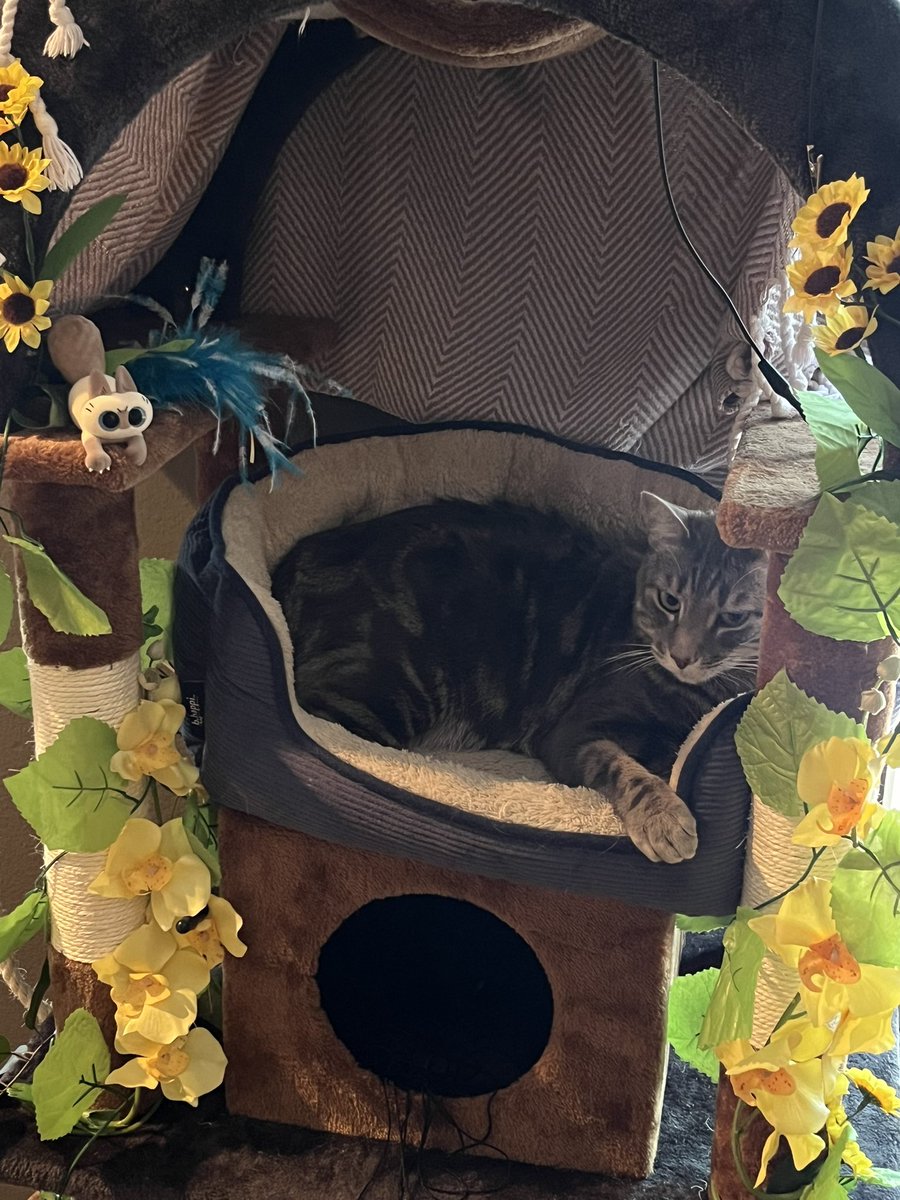 oh to be a my cat in his bed in his house. glorious and large.