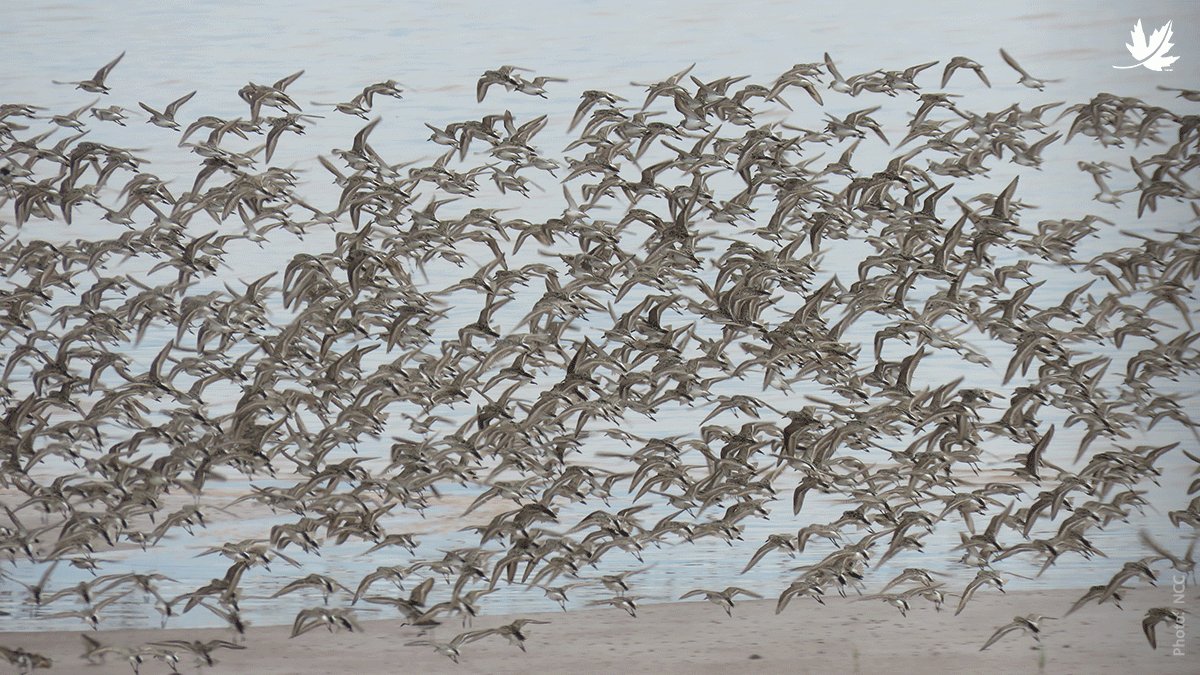 NCC_CNC's tweet photo. The Interpretive Centre at Johnson’s Mills opens on July 3! Each summer, the Johnson’s Mills Shorebird Reserve serves as a stopover point for tens of thousands of migratory birds, who forage on the mudflats during low tide. Learn more: ➡️ https://t.co/DZHOEUrkYZ https://t.co/59hhw8aN5R