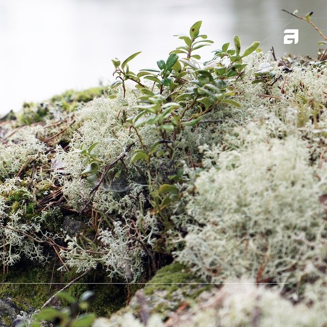 purcellmurray's tweet photo. @ASKOapplianceNA has been awarded the EcoVadis silver medal for sustainable excellence! 🌿🏆

They continue to strive for a greener world through recycling, recyclable packaging, and reduced CO2 emissions. https://t.co/eYm1e1RUfR