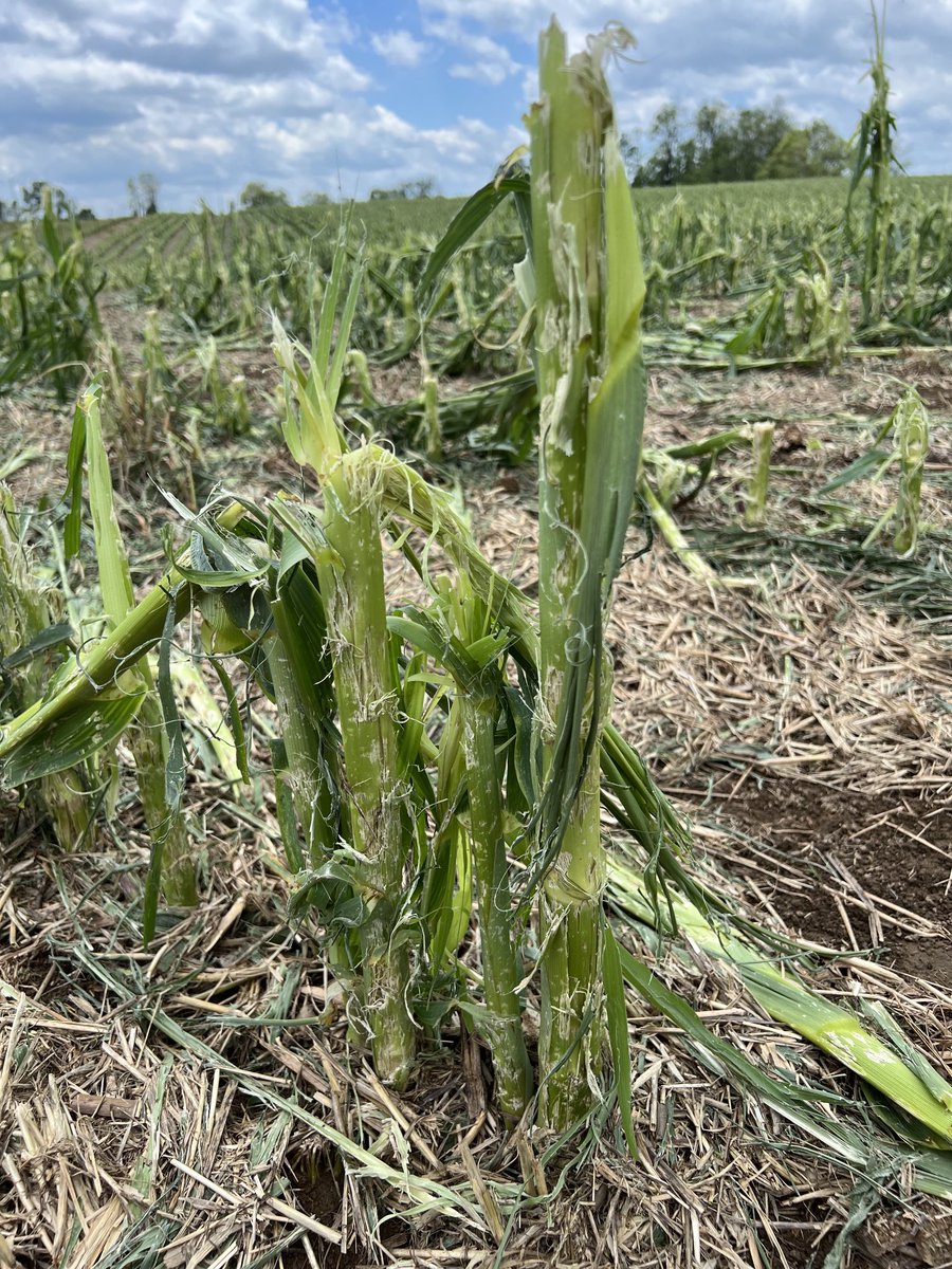Hail damaged corn. Hate to see it this late in the year.