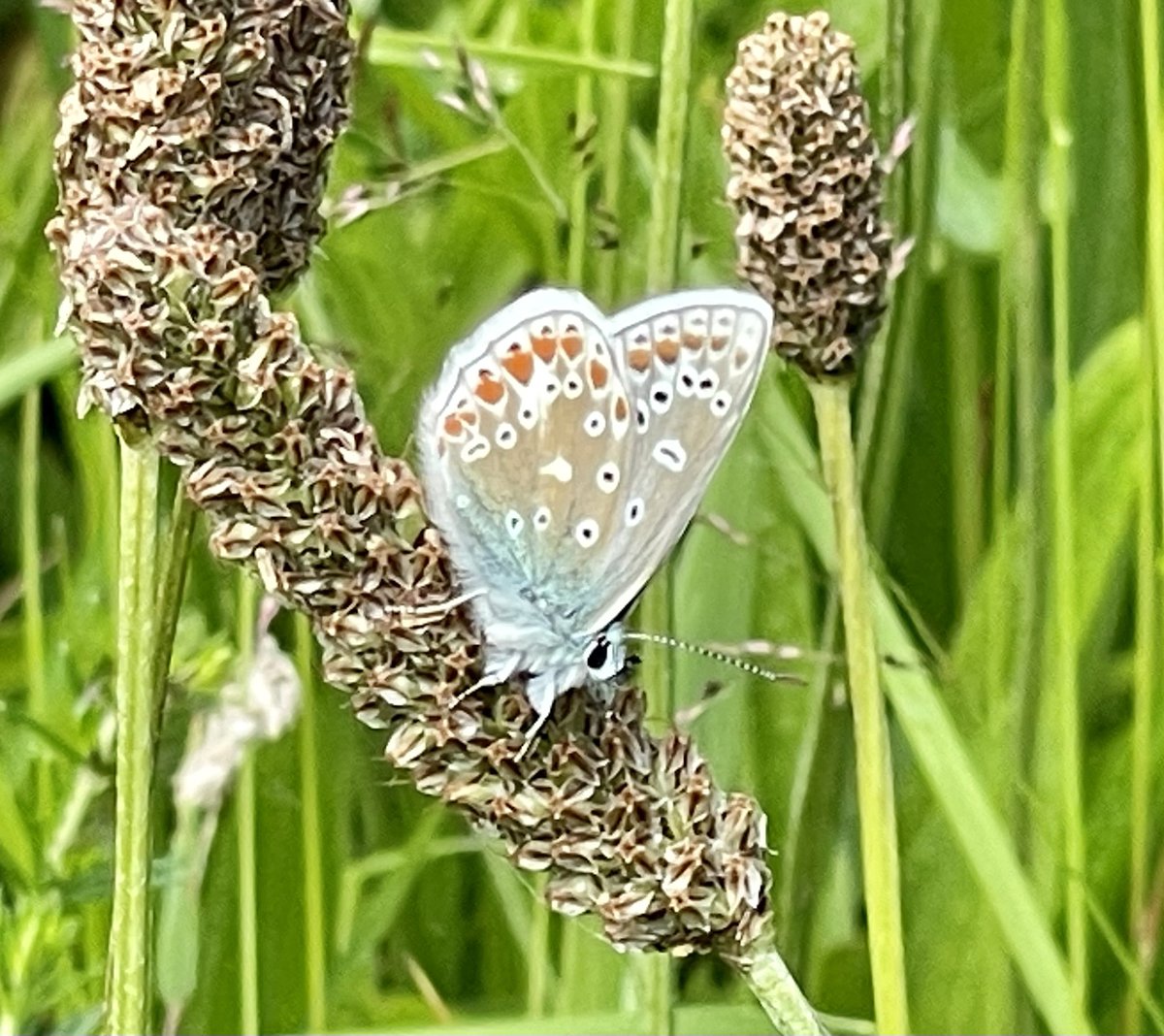 TheBeastieWifie's tweet photo. Had a special moment at #rspblochofstrathbeg today - saw my very first #commonbluebutterfly They donβt seem to be so common in North East Scotland! More beastie pics from today to follow!
#butterflies #butterflyphotography #savebutterflies #wildlife #wildlifephotography https://t.co/9GCNGHkFI1