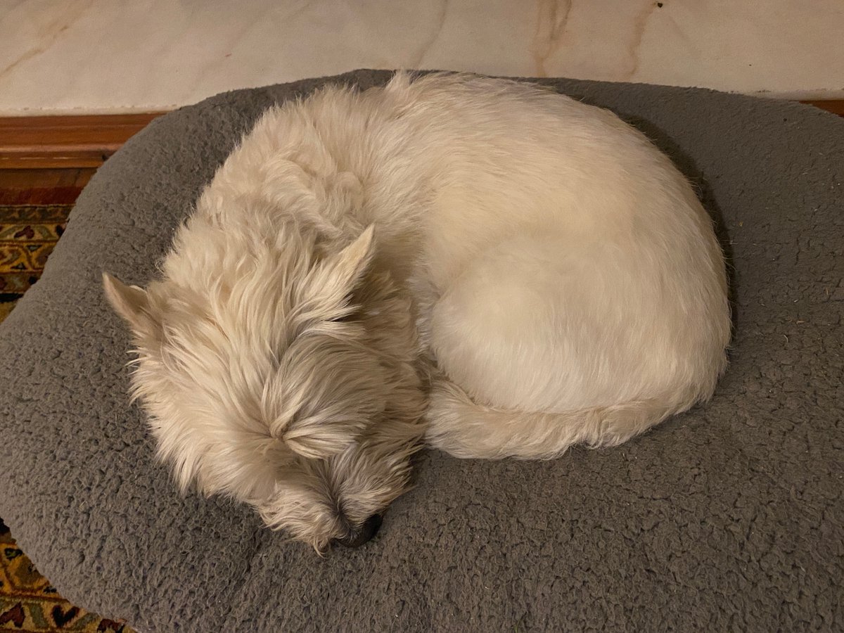 scotteyerly's tweet photo. Priorities. As an African proverb says, "The night is over before we've finished counting all the stars." This pup serves as a corrective after hours of intense and wonderful rehearsal! @S_minns @lanabode @edfringe @theSpaceUK @djmishmish
#edfringe #fillyerboots https://t.co/jJdXDP2Lnf