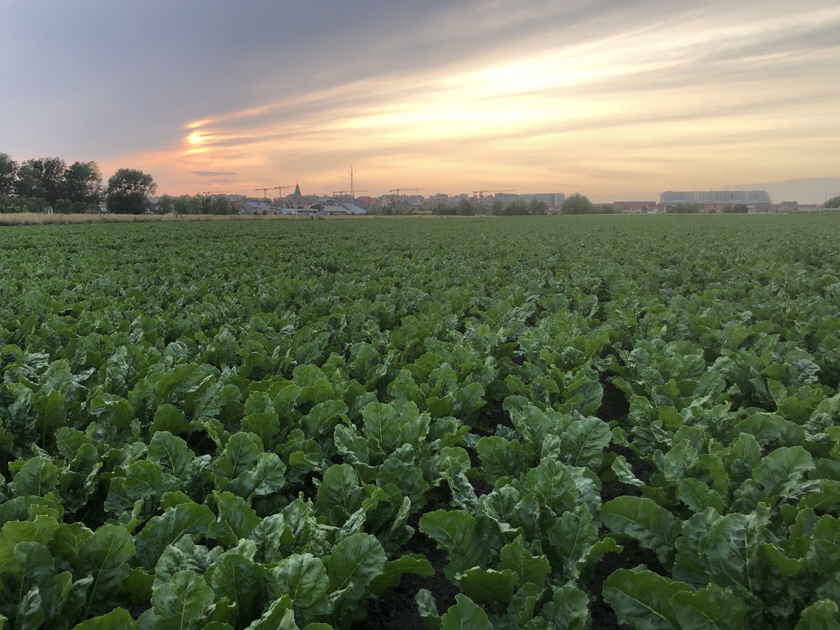 HendrikABS's tweet photo. Mijn suikerbieten, mijn CO2-vangers, mijn zuurstoffabriekjes. My sugarbeet, my CO2-catchers, my oxygenfactories. ⁦@cbb_nl⁩ @SugarBeetEurope⁩ https://t.co/0CVHdYRvlJ