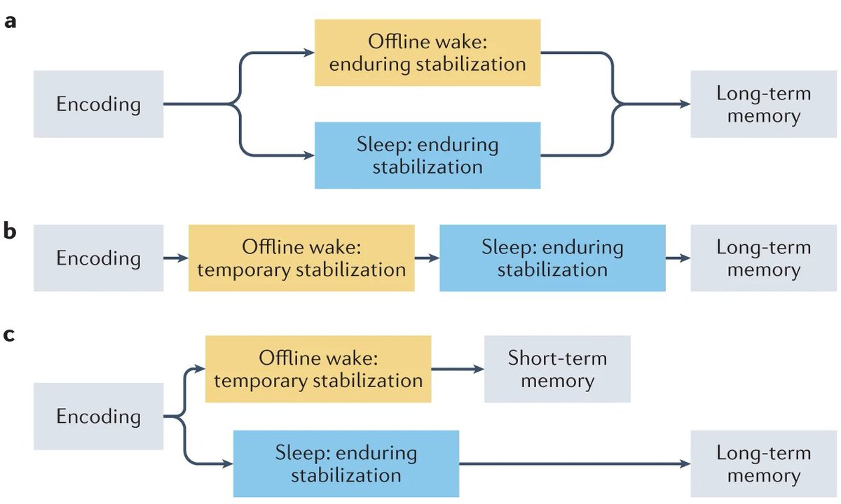 In this Review, Erin Wamsley describes the beneficial effects that periods of offline waking rest have on memory, contrasting this benefit and its underlying mechanisms with the effects of sleep.

Web: go.nature.com/430bcju
PDF: rdcu.be/dfqp7